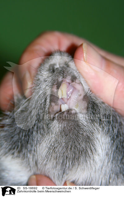 Zahnkontrolle beim Meerschweinchen / teeth control guinea pig / SS-18692
