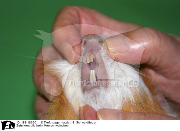 Zahnkontrolle beim Meerschweinchen / teeth control guinea pig / SS-18696