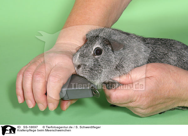 Krallenpflege beim Meerschweinchen / caring for a guinea pig / SS-18697