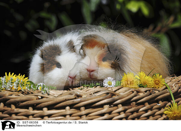 Meerschweinchen / SST-06358