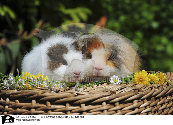 Meerschweinchen / guinea pigs / SST-06359