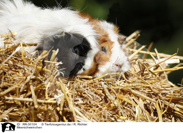 Meerschweinchen / guinea pigs / RR-30104
