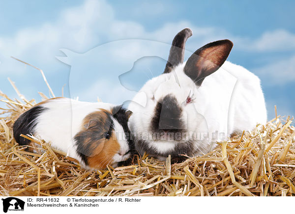 Meerschweinchen & Kaninchen / guinea pig and rabbit / RR-41632