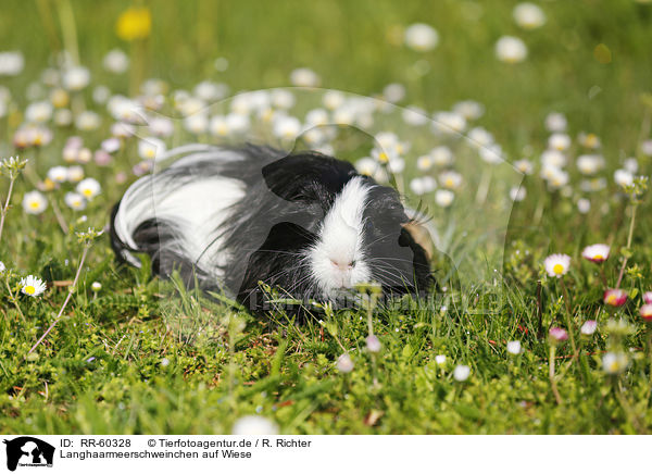 Langhaarmeerschweinchen auf Wiese / longhaired guinea pig on meadow / RR-60328