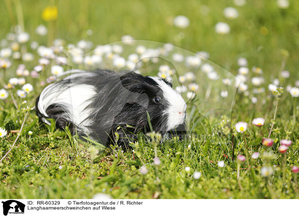 Langhaarmeerschweinchen auf Wiese / RR-60329