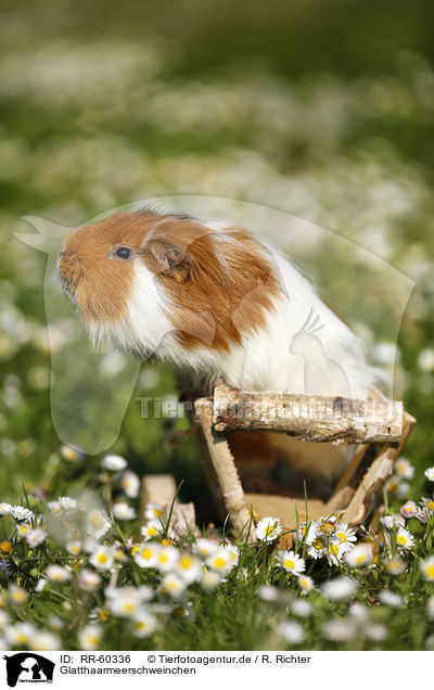 Glatthaarmeerschweinchen / smooth-haired guinea pig / RR-60336