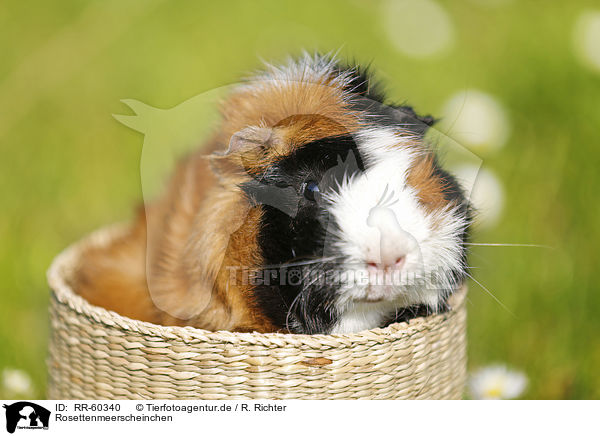 Rosettenmeerscheinchen / Abyssinian guinea pig / RR-60340