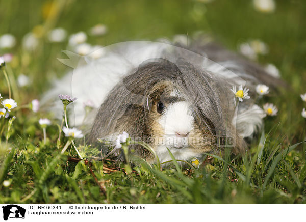 Langhaarmeerschweinchen / RR-60341