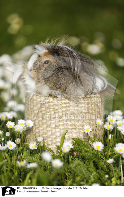 Langhaarmeerschweinchen / longhaired guinea pig / RR-60349