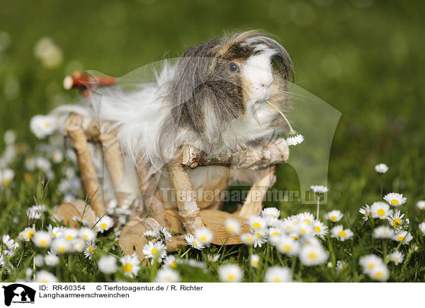 Langhaarmeerschweinchen / RR-60354