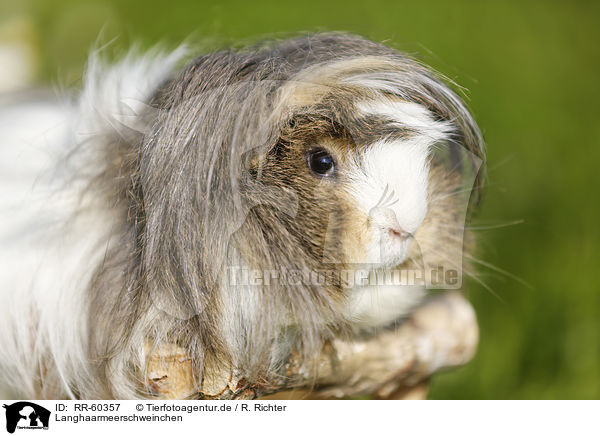 Langhaarmeerschweinchen / longhaired guinea pig / RR-60357