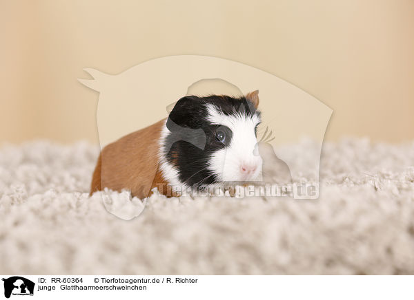 junge  Glatthaarmeerschweinchen / young smooth-haired guinea pigs / RR-60364