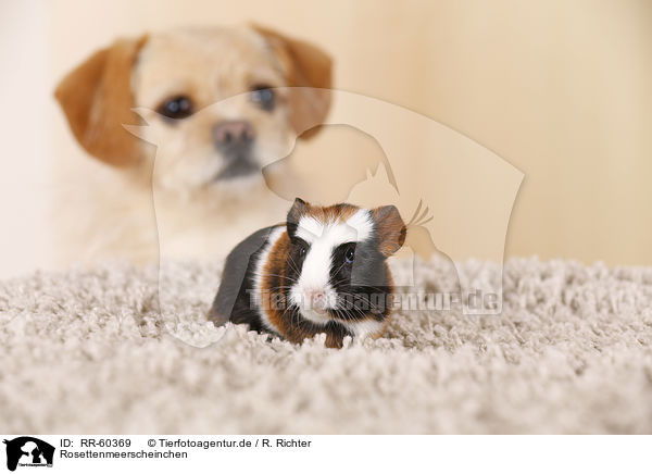 Rosettenmeerscheinchen / Abyssinian guinea pig / RR-60369