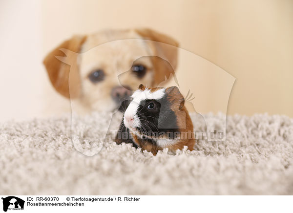 Rosettenmeerscheinchen / Abyssinian guinea pig / RR-60370