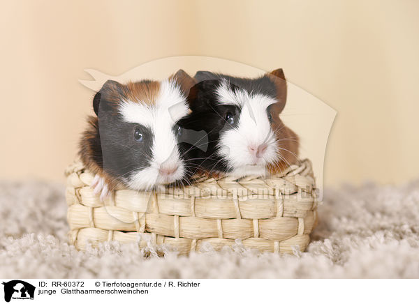 junge  Glatthaarmeerschweinchen / RR-60372
