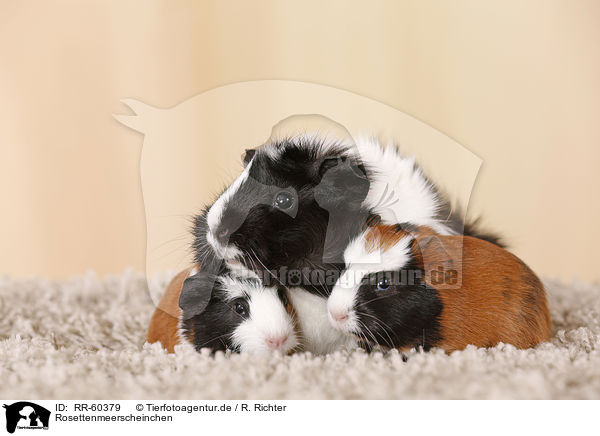Rosettenmeerscheinchen / Abyssinian guinea pig / RR-60379