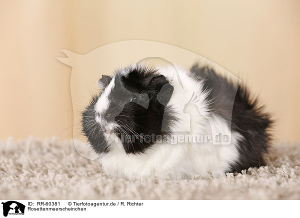 Rosettenmeerscheinchen / Abyssinian guinea pig / RR-60381