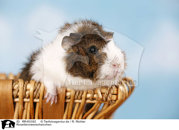 Rosettenmeerscheinchen / Abyssinian guinea pig / RR-60392