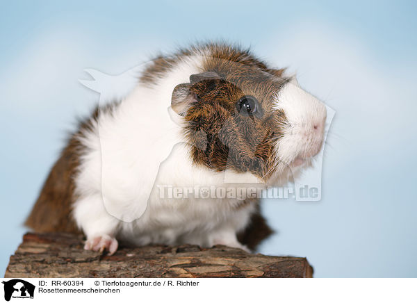 Rosettenmeerscheinchen / Abyssinian guinea pig / RR-60394