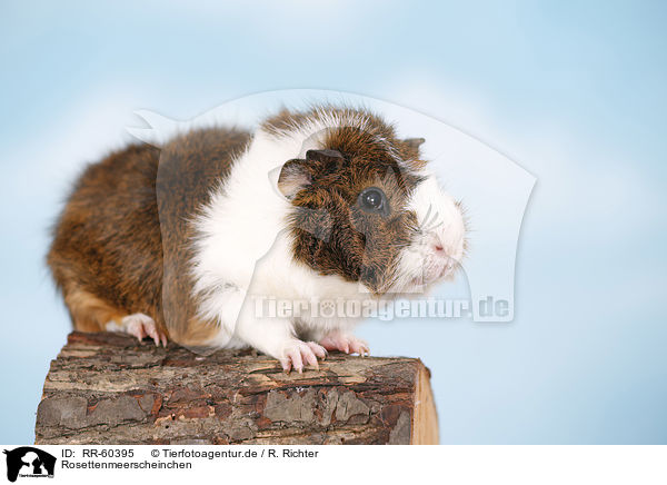 Rosettenmeerscheinchen / Abyssinian guinea pig / RR-60395
