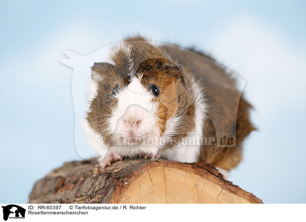 Rosettenmeerscheinchen / Abyssinian guinea pig / RR-60397