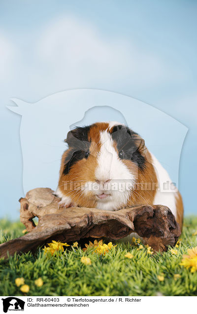 Glatthaarmeerschweinchen / RR-60403