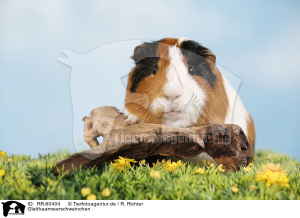 Glatthaarmeerschweinchen / smooth-haired guinea pig / RR-60404