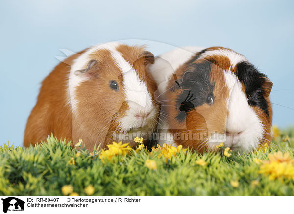 Glatthaarmeerschweinchen / RR-60407