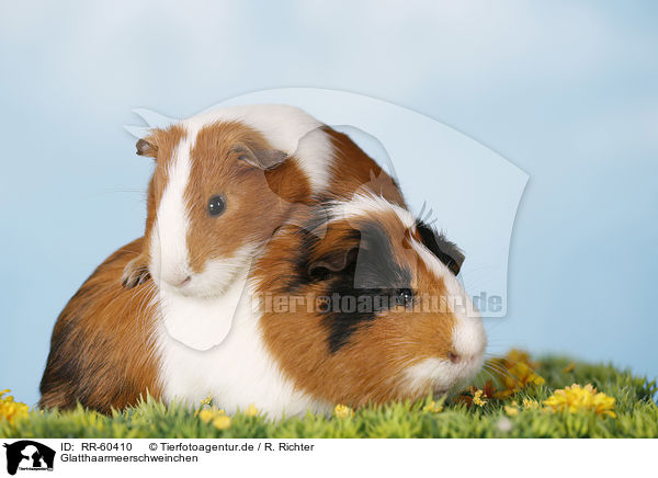 Glatthaarmeerschweinchen / smooth-haired guinea pig / RR-60410