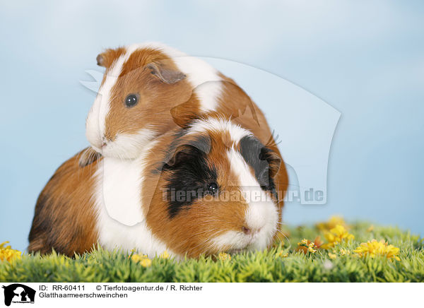 Glatthaarmeerschweinchen / smooth-haired guinea pig / RR-60411