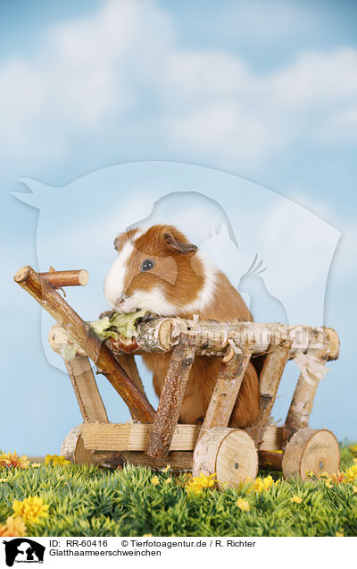 Glatthaarmeerschweinchen / smooth-haired guinea pig / RR-60416