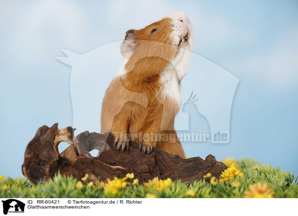 Glatthaarmeerschweinchen / smooth-haired guinea pig / RR-60421