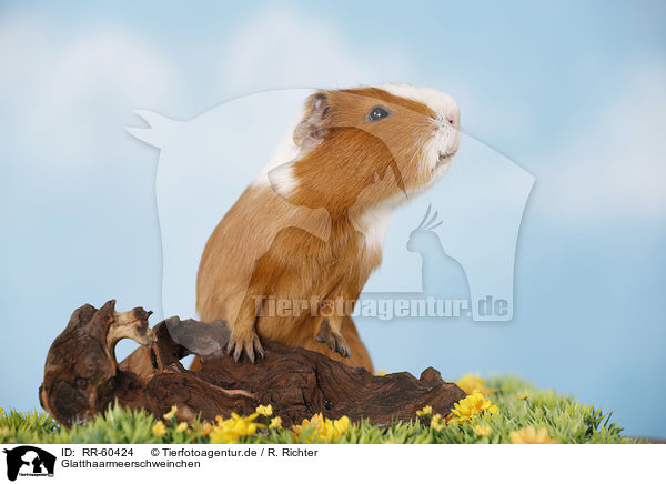 Glatthaarmeerschweinchen / smooth-haired guinea pig / RR-60424