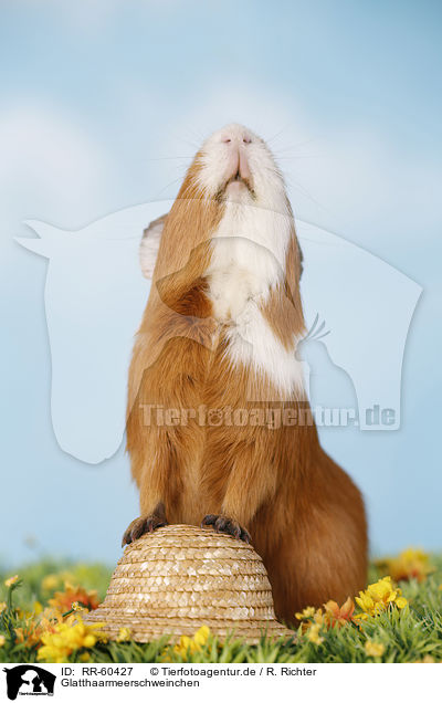 Glatthaarmeerschweinchen / smooth-haired guinea pig / RR-60427