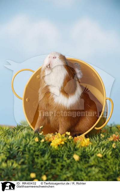 Glatthaarmeerschweinchen / RR-60432
