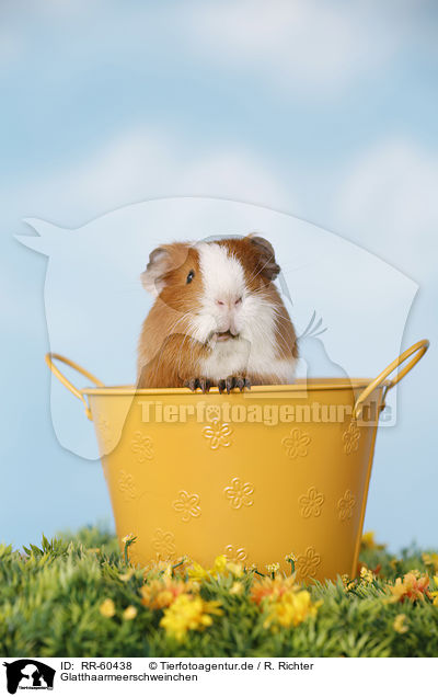 Glatthaarmeerschweinchen / smooth-haired guinea pig / RR-60438