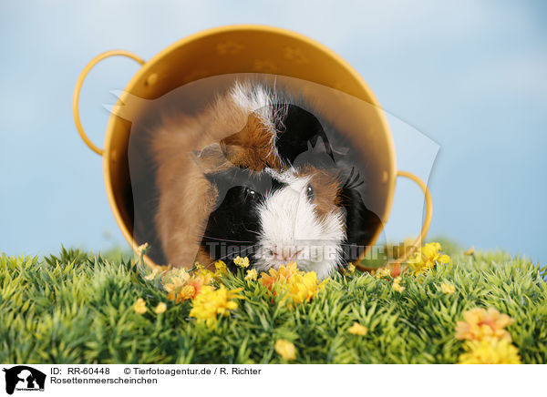Rosettenmeerscheinchen / Abyssinian guinea pig / RR-60448