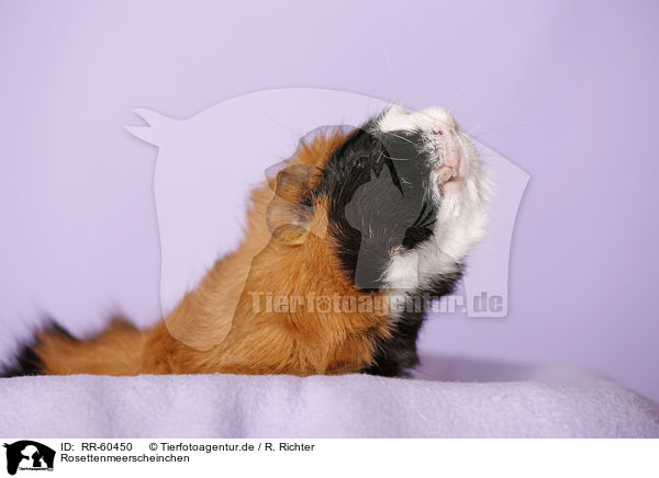 Rosettenmeerscheinchen / Abyssinian guinea pig / RR-60450