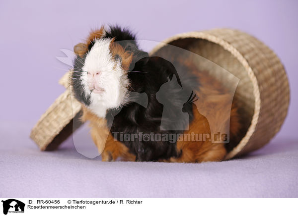 Rosettenmeerscheinchen / Abyssinian guinea pig / RR-60456