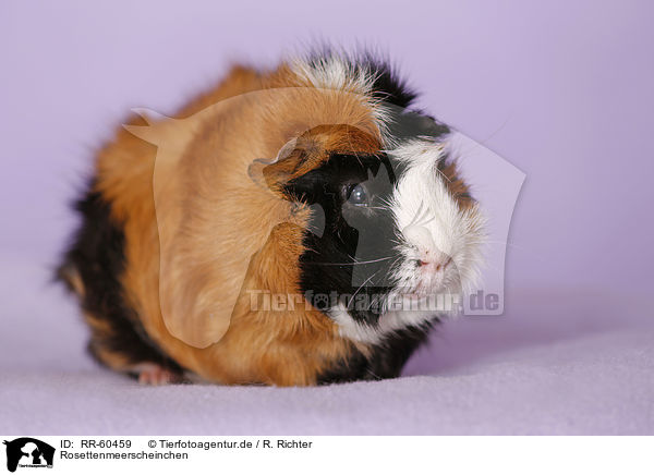 Rosettenmeerscheinchen / Abyssinian guinea pig / RR-60459