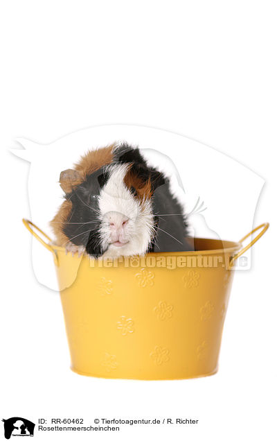 Rosettenmeerscheinchen / Abyssinian guinea pig / RR-60462