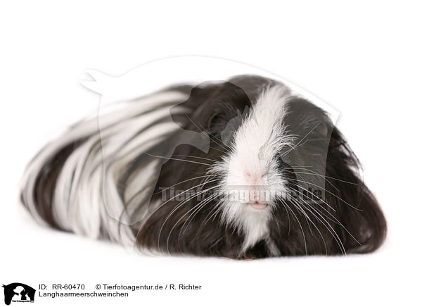 Langhaarmeerschweinchen / longhaired guinea pig / RR-60470