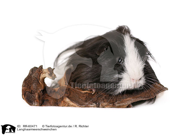 Langhaarmeerschweinchen / longhaired guinea pig / RR-60471