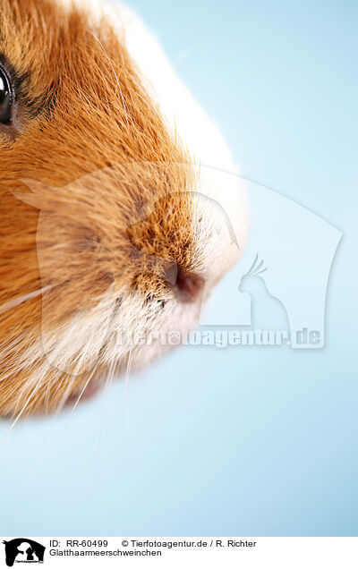 Glatthaarmeerschweinchen / smooth-haired guinea pig / RR-60499