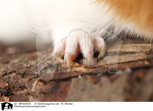 Glatthaarmeerschweinchen / smooth-haired guinea pig / RR-60505