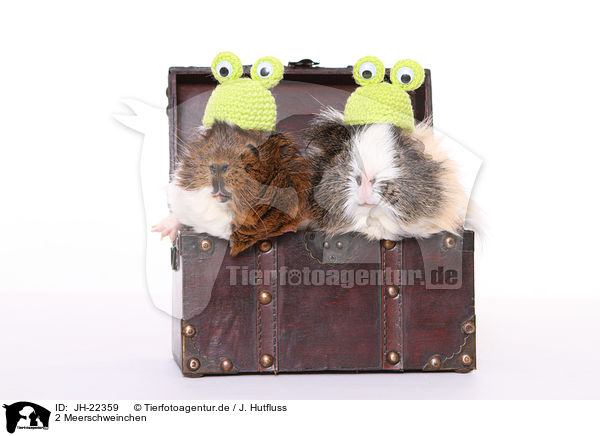 2 Meerschweinchen / JH-22359