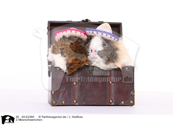 2 Meerschweinchen / JH-22360