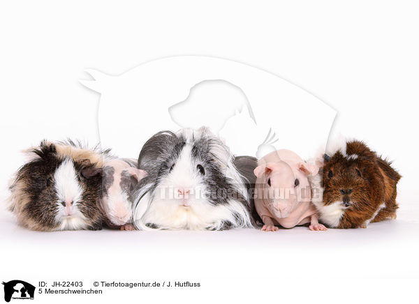 5 Meerschweinchen / 5 guinea pigs / JH-22403