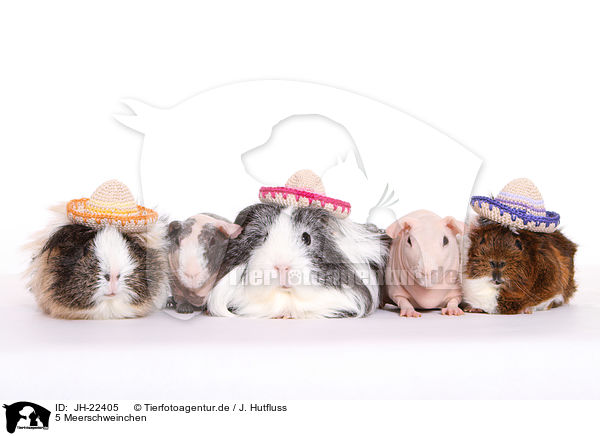 5 Meerschweinchen / 5 guinea pigs / JH-22405