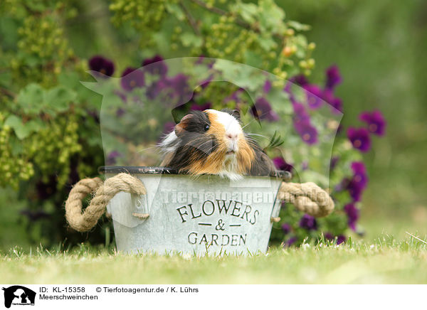 Meerschweinchen / guinea pig / KL-15358